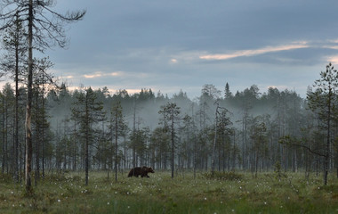 Brown bear walking in the misty forest