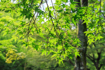 Green maple leaves in summer