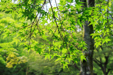 Fototapeta premium Green maple leaves in summer