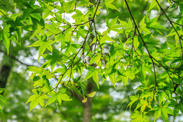 Green maple leaves in summer