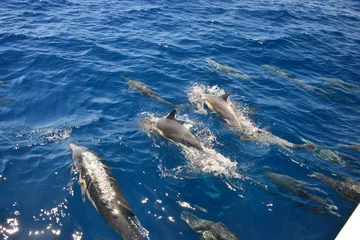 Printed kitchen splashbacks Dolphin Dolphins