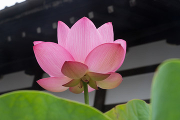 Blooming lotus flower shallow dept of field