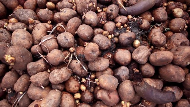 Compost Pile of Rotting Potatoes