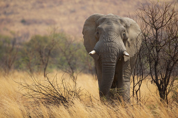Fototapeta premium Large African elephant eating