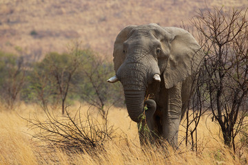 Large African elephant eating