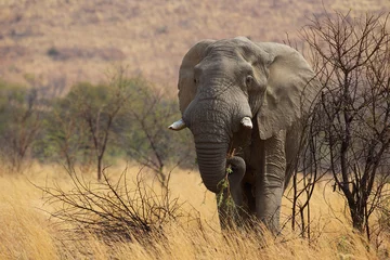 Photo sur Plexiglas Éléphant Large African elephant eating