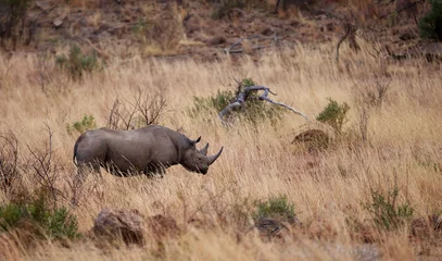 Photo sur Aluminium Rhinocéros Un rhinocéros noir dans les prairies