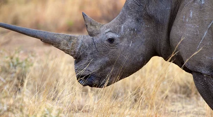 Crédence de cuisine en verre imprimé Rhinocéros Gros plan d& 39 un rhinocéros blanc
