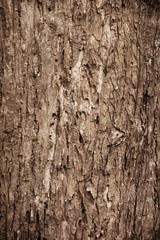 Fototapeta premium Tree bark texture