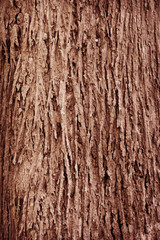 Tree bark texture