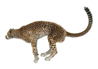 Cheetah