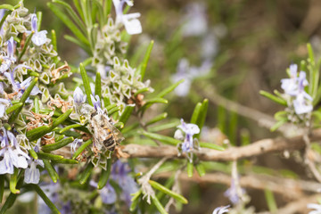 detail of a rosemary bush in bloom