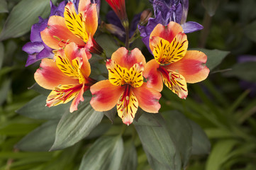 orange flowers with yellow petals