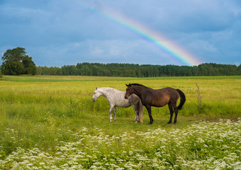 Obraz na płótnie Canvas horses grazing in a meadow and in the sky is rainbow