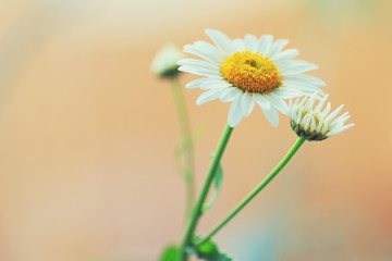 field daisy in a vase