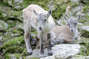 Alpensteinböck (Capra ibex)