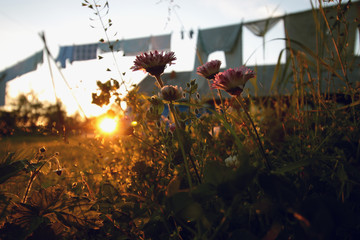 wildflowers at sunset