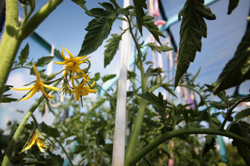blooming tomatoes