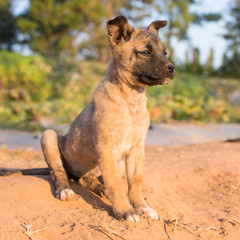 lonely puppy looking far away