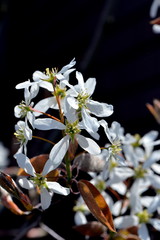 ジューンベリー