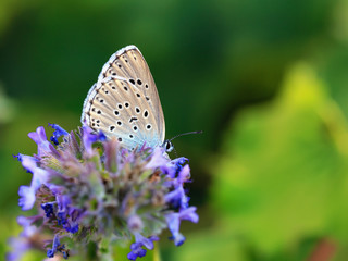 Butterfly Summer