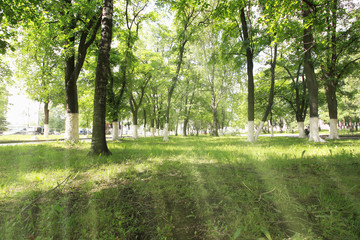landscape park in the city summer