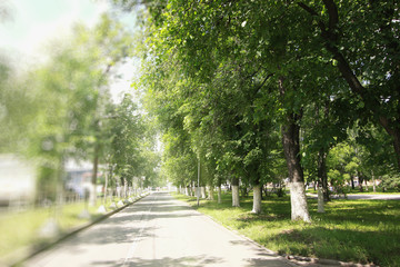 landscape park in the city summer