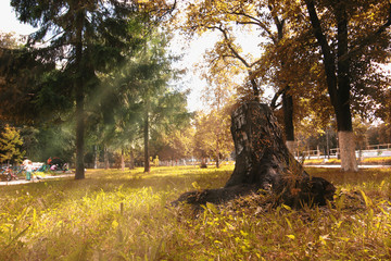 landscape park in the city autumn