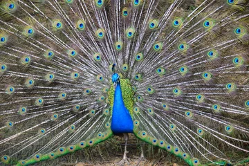 Fotobehang A peacock © chenliny