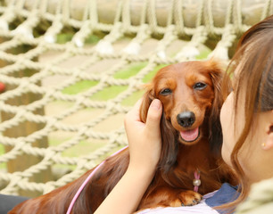 遊具で遊ぶダックスフンド