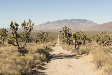 Desert road. Joshua tree National Park 