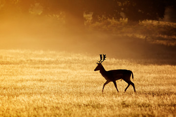 A fallow deer buck silhouette 