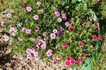 Dianthus. Common names include carnation (caryophyllus), pink ( plumarius and related species) and...