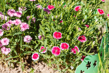 Dianthus. Common names include carnation (caryophyllus), pink ( plumarius and related species) and...