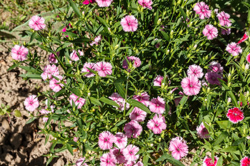 Dianthus. Common names include carnation (caryophyllus), pink ( plumarius and related species) and sweet william (barbatus). Household plot. Dacha