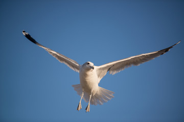 Flying Seagull 