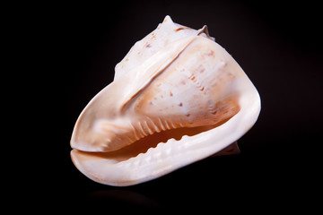 sea shell on black