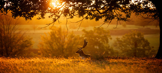 Sunrise. A fallow deer buck resting one autumn morning