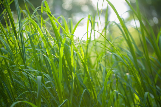 tall grass at sunset