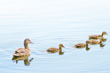 Female Duck and Ducklings on the River