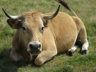 Rando Chastreix - Sancy - Fontaine sal&eacute;e