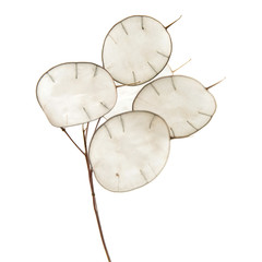 Lunaria annua, silver dollar plant