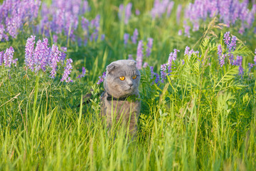 Grey british cat in the grass