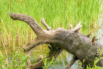 Uprooted Tree and Reeds