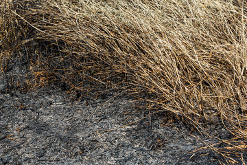 Burned grass in field