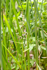 Sparganium erectum, also called Bur-reed, growing in the middle of Typha Latifolia reeds in the lake under the summer sun	