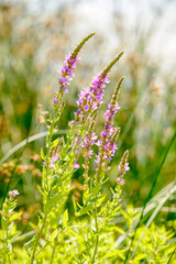 Lythrum Salicaria, also called spiked loosestrife, or purple lythrum, growing close to the Dnieper river in Kiev, Ukraine	