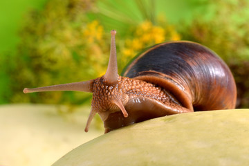 Portrait of a snail on a background of plants