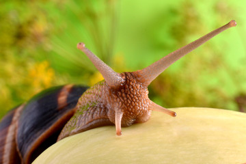 Portrait of a snail on a background of plants
