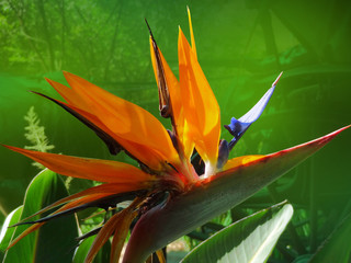 bird of paradise flower